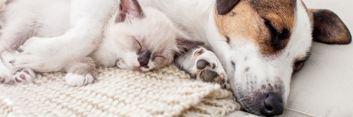 Header image with a dog
